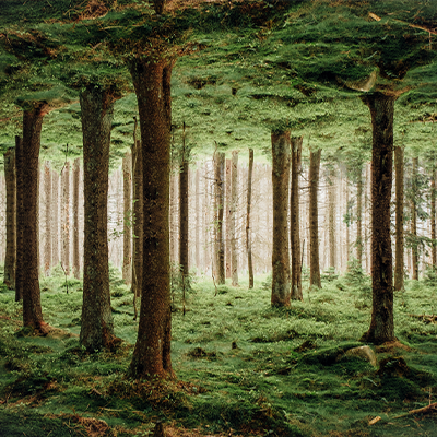 Waldboden gespiegelt