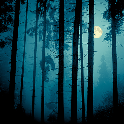 Mondbeschienener Wald in der Nacht